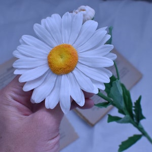 May include: A single white daisy with a yellow centre is held in a hand. The daisy is part of a stem with green leaves.
