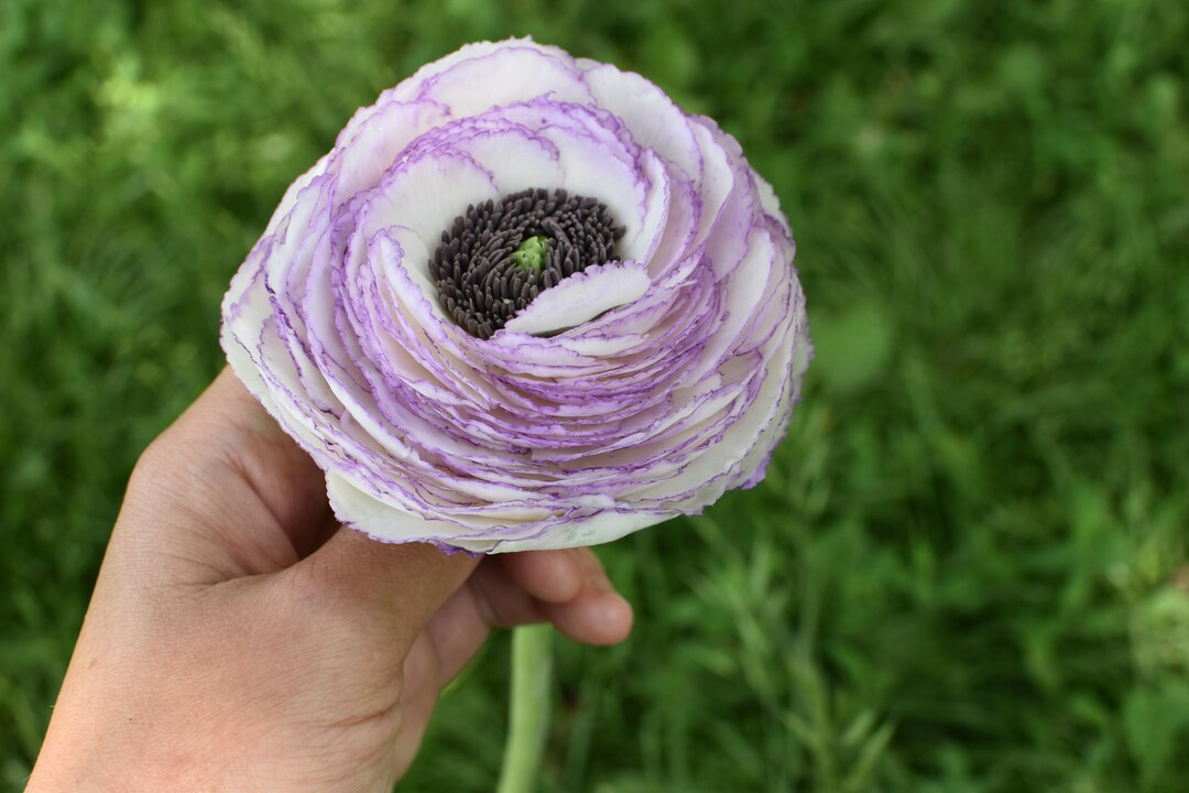 Cold Damage On Ranunculus Handmade Cold Porcelain Ranunculus Flower: Botanical Home Decor - Etsy