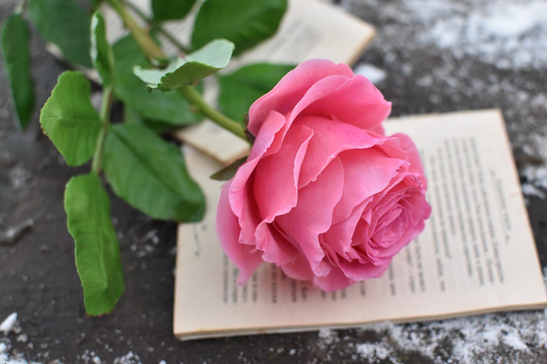 Handmade Pink Rose - Cold Porcelain