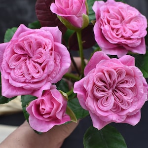 Cold porcelain rose Rose David Austin Real touch flowers artificial rose rose for Gift or home decor Polymer clay roses