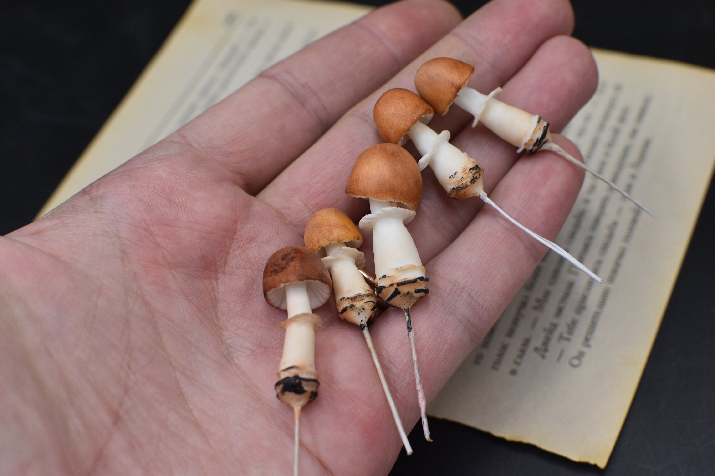 Mushroom Autumn Decoration Plant Terrarium Realistic Mushrooms mixed size miniature mushrooms Mushrooms cold porcelain Ceramic Mushrooms