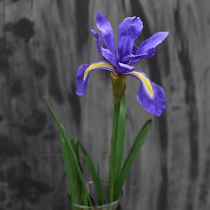 K&ouml;nnte beinhalten: Eine einzelne violette Iris-Blume mit gelben Akzenten bl&uuml;ht in einer Vase mit gr&uuml;nen Bl&auml;ttern. Die Blume ist scharf vor einem verschwommenen grauen Hintergrund.