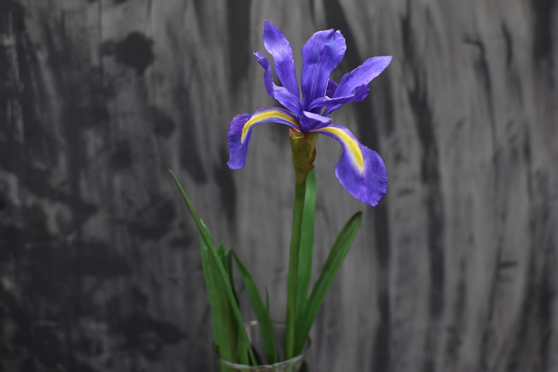 K&ouml;nnte beinhalten: Eine einzelne violette Iris-Blume mit gelben Akzenten bl&uuml;ht in einer Vase mit gr&uuml;nen Bl&auml;ttern. Die Blume ist scharf vor einem verschwommenen grauen Hintergrund.