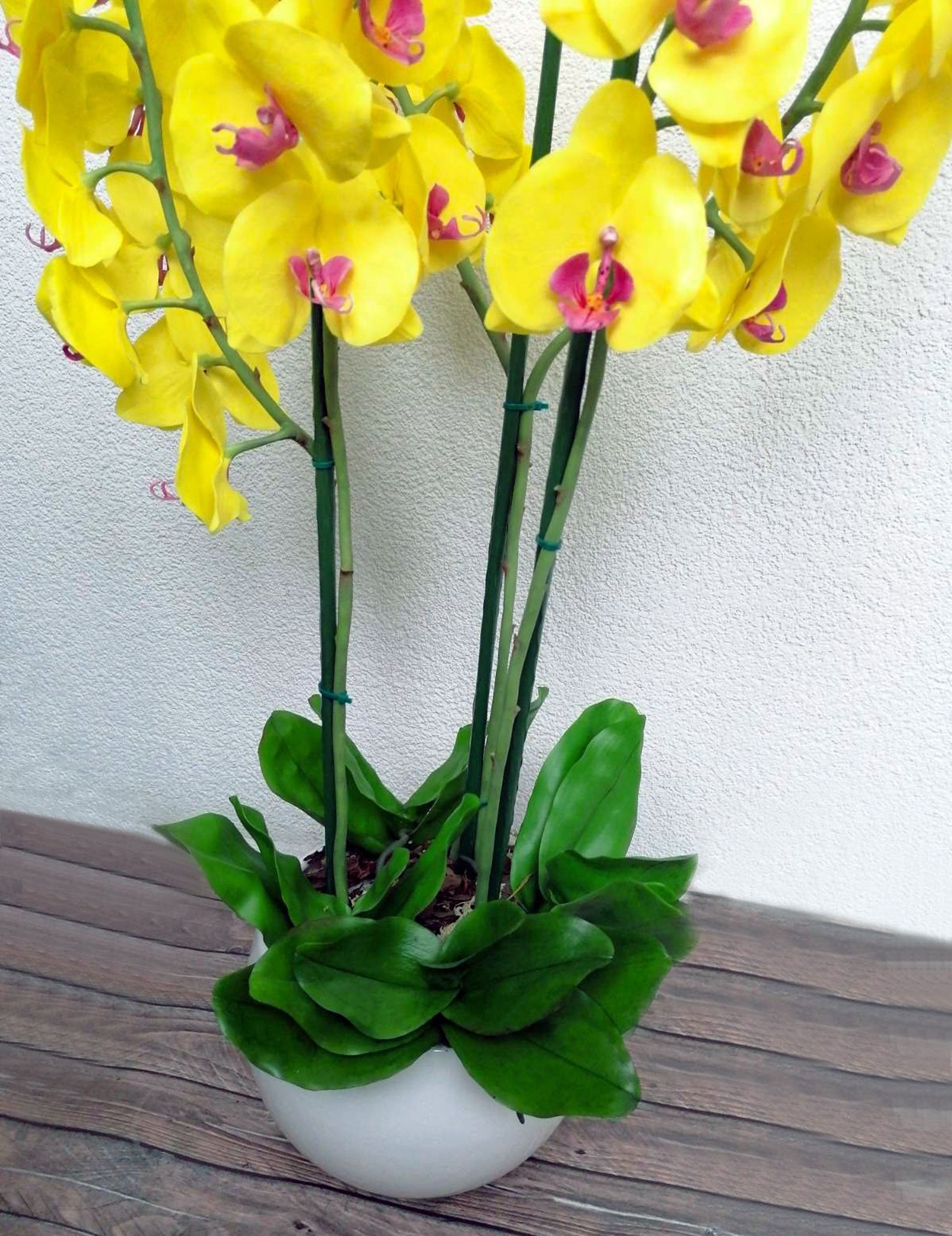 Yellow Orchid Phalaenopsis Cold Porcelain Phalaenopsis Orchid Etsy