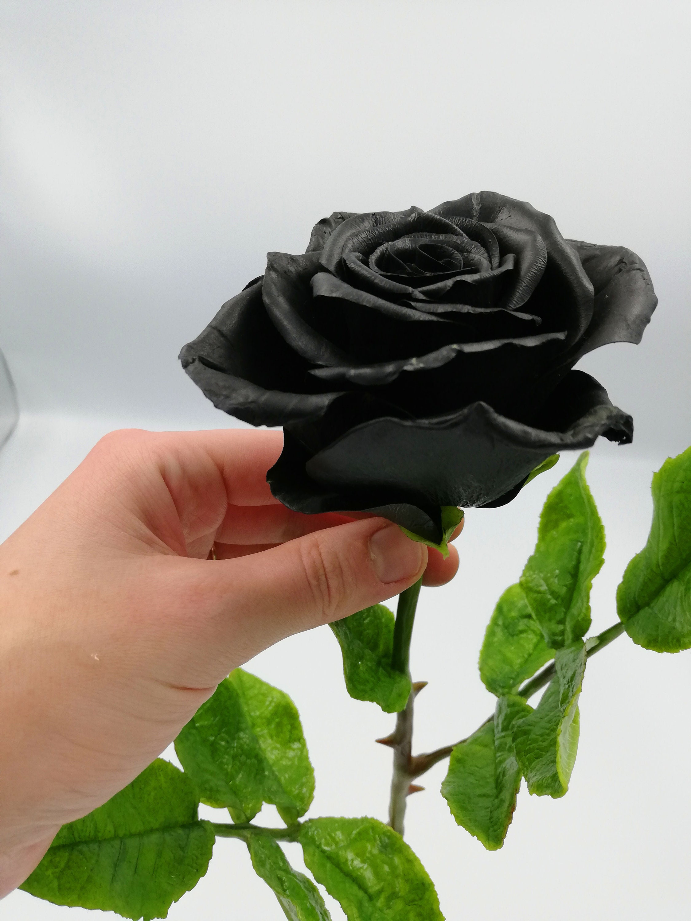 100 BLACK ROSE ideas  black rose, black flowers, rose