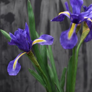 K&ouml;nnte beinhalten: Zwei lilafarbene Irisbl&uuml;ten mit gelben Zentren und gr&uuml;nen Bl&auml;ttern vor einem grauen Hintergrund.
