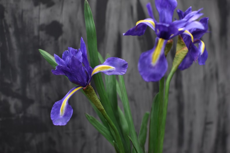 K&ouml;nnte beinhalten: Zwei lilafarbene Irisbl&uuml;ten mit gelben Zentren und gr&uuml;nen Bl&auml;ttern vor einem grauen Hintergrund.