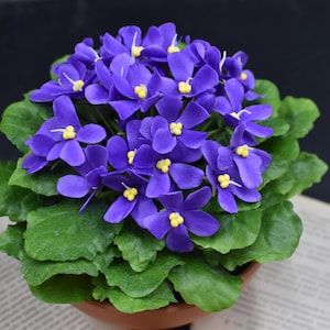 Könnte beinhalten: Eine afrikanische Veilchenpflanze im Topf mit leuchtend violetten Blüten und grünen Blättern. Die Pflanze steht in einem braunen Topf und befindet sich auf einem Buch.