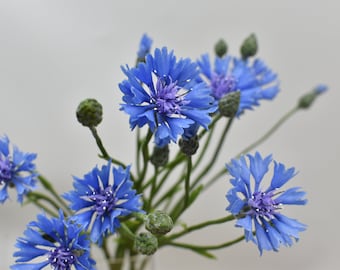 May include: A bouquet of blue cornflowers with green stems and buds. The flowers have a delicate, ruffled appearance.