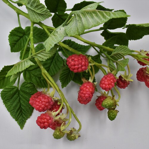 In stock Cold porcelain raspberry Raspberry sprig botanical sculpture Autumn berries for home decor Christmas present Mother day gift Mom shops