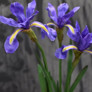 K&ouml;nnte beinhalten: Drei lilafarbene Irisbl&uuml;ten mit gelben Akzenten bl&uuml;hen vor einem grauen Hintergrund. Die Bl&uuml;ten haben lange, gr&uuml;ne Stiele.