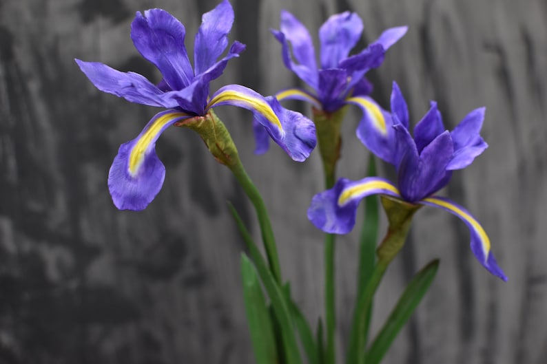 K&ouml;nnte beinhalten: Drei lilafarbene Irisbl&uuml;ten mit gelben Akzenten bl&uuml;hen vor einem grauen Hintergrund. Die Bl&uuml;ten haben lange, gr&uuml;ne Stiele.