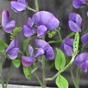 May include: A sprig of purple sweet pea flowers with green leaves and pea pods.