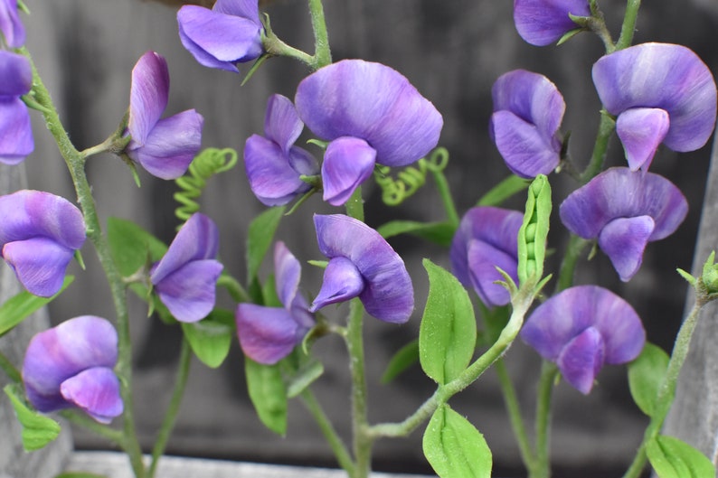 May include: A sprig of purple sweet pea flowers with green leaves and pea pods.