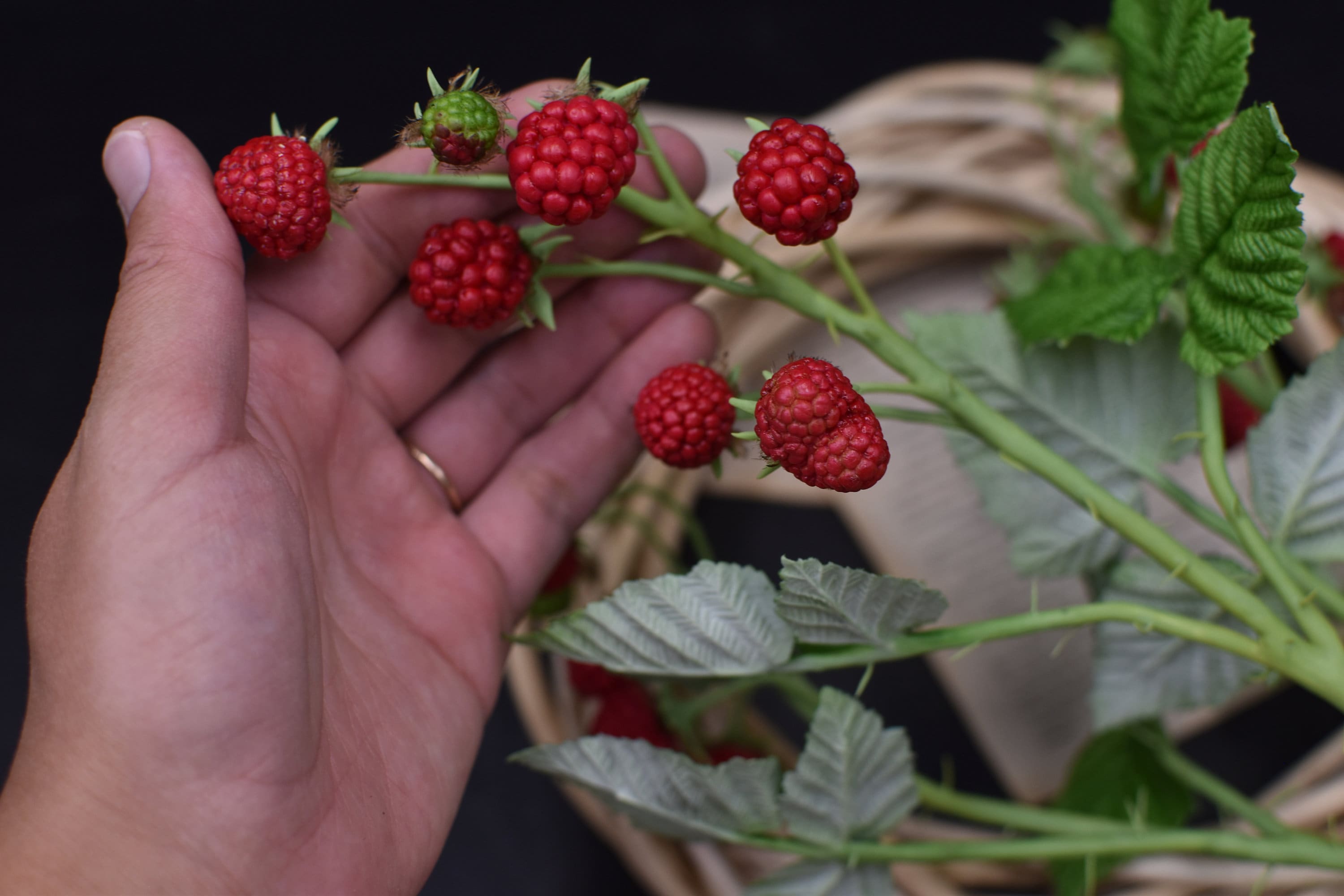FVVMEED Lot de 20 framboises artificielles réalistes en plastique pour photographie, décoration d'intérieur, décoration de table de cuisine