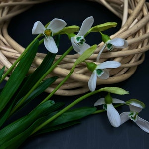 Pu&ograve; includere: Un mazzo di fiori bianchi di bucaneve con steli e foglie verdi disposti attorno a una ghirlanda di vimini intrecciata su uno sfondo scuro.