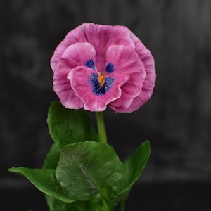 May include: A single pink pansy flower with blue and yellow markings in the centre. The flower is in focus and the background is blurred.