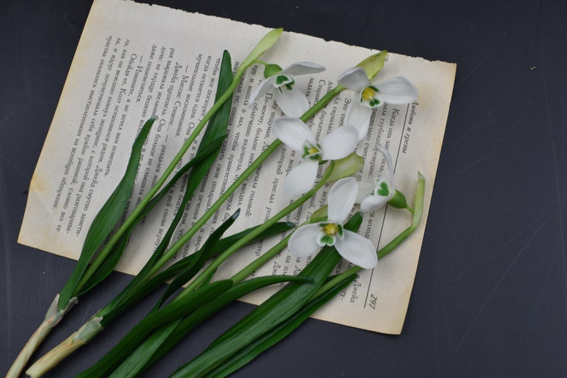 Pu&ograve; includere: Un mazzo di fiori bianchi di bucaneve con steli e foglie verdi su un libro vintage con testo in russo. Il libro &egrave; aperto e il testo &egrave; visibile. I fiori sono disposti a ventaglio.