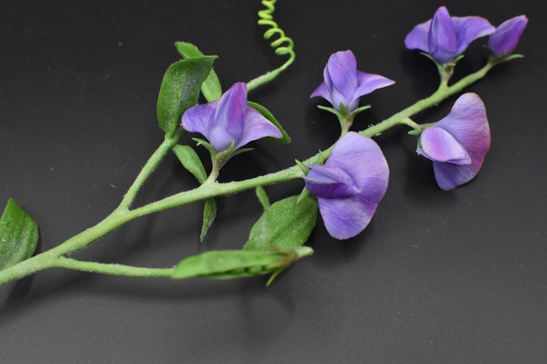 May include: A sprig of purple sweet pea flowers with green leaves and stems against a black background.
