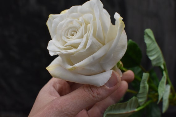 Handmade White Cold Porcelain Rose: Realistic Floral Arrangement