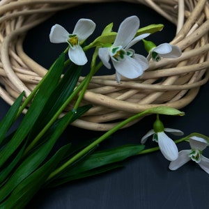 Pu&ograve; includere: Fiori bianchi di bucaneve con foglie verdi disposti in una ghirlanda di vimini intrecciata su uno sfondo scuro.