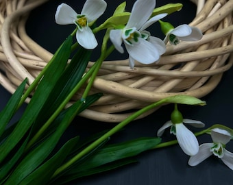 Fiore di bucaneve in porcellana fredda fatto a mano: scultura botanica regalo primaverile Prezzo 1 pezzo