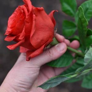 Cold Porcelain Red Roses Bouquet Realistic Polymer Clay Handmade Artificial Red Rose Branch Real Touch Floral Arrangement for Home Décor