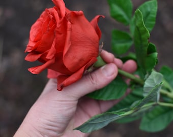 Handmade Cold Porcelain Red Rose: Realistic Polymer Clay Floral Arrangement