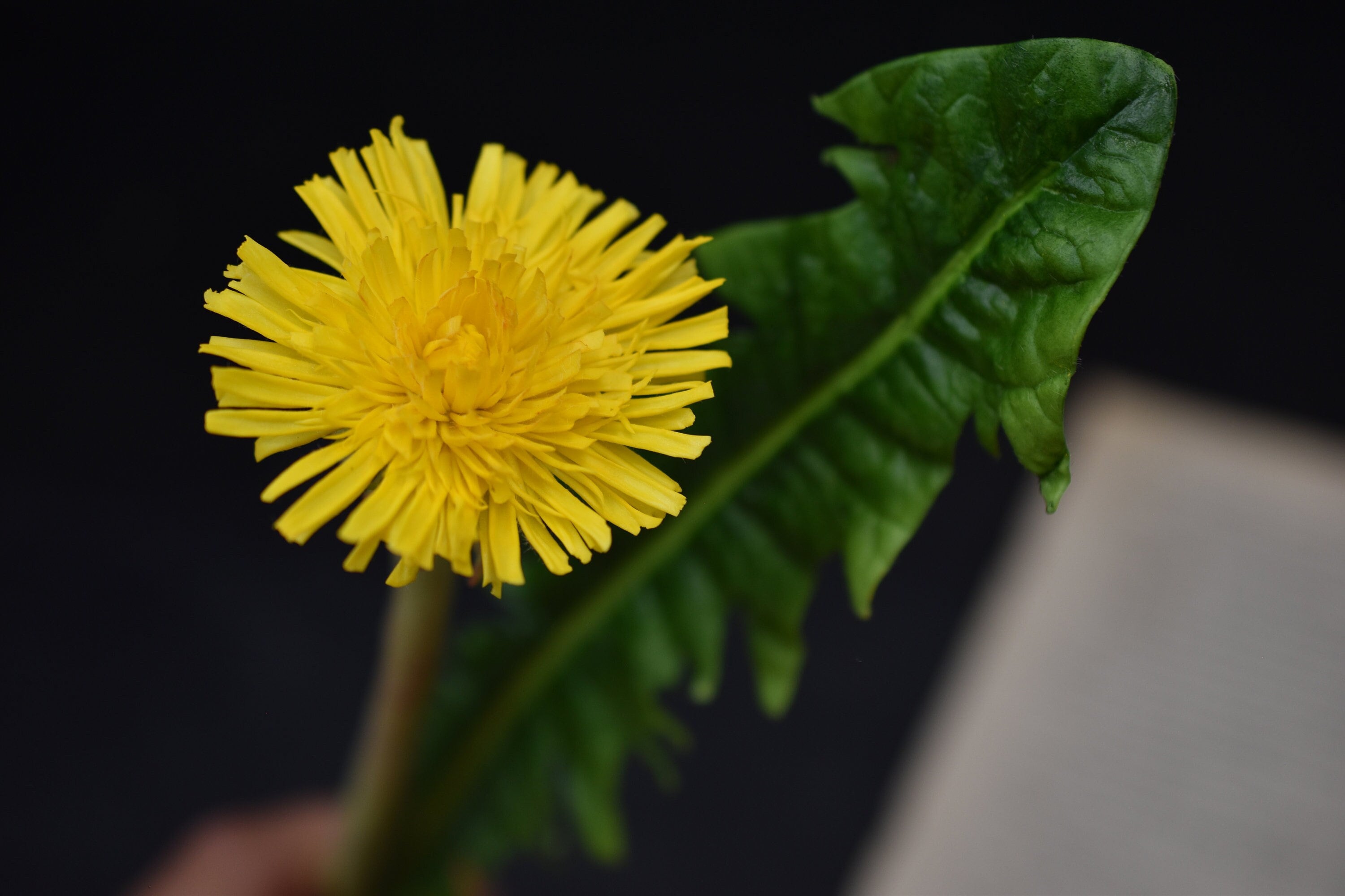 Handmade Cold Porcelain Dandelion: Botanical Sculpture