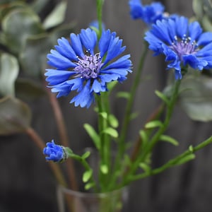 Cornflower clay Porcelain Cornflower Cold porcelain flower Botanical sculpture Real touch artificial cornflower Wildflower bouquet