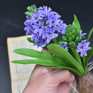 Real Touch Hyacinth  Hand-Sculpted Cold Porcelain Flower Artificial Botanical Sculpture in Violet hyacinth clay Ikebana flowers Spring decor