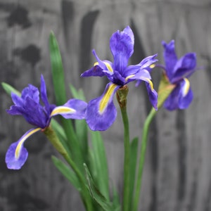 K&ouml;nnte beinhalten: Drei lilafarbene Irisbl&uuml;ten mit gelben Akzenten bl&uuml;hen vor einem grauen Hintergrund.