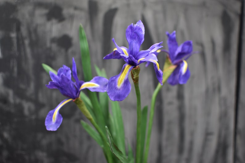 K&ouml;nnte beinhalten: Drei lilafarbene Irisbl&uuml;ten mit gelben Akzenten bl&uuml;hen vor einem grauen Hintergrund.