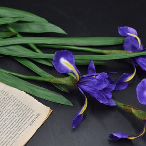 K&ouml;nnte beinhalten: Ein Strau&szlig; aus lila und gelben Irisbl&uuml;ten mit gr&uuml;nen Bl&auml;ttern. Die Blumen sind auf einer dunklen Oberfl&auml;che mit einem Buch angeordnet.