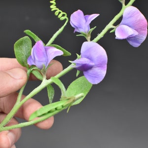 May include: A sprig of purple sweet pea flowers with green leaves and tendrils. The flowers are in various stages of bloom, with some fully open and others still in bud.
