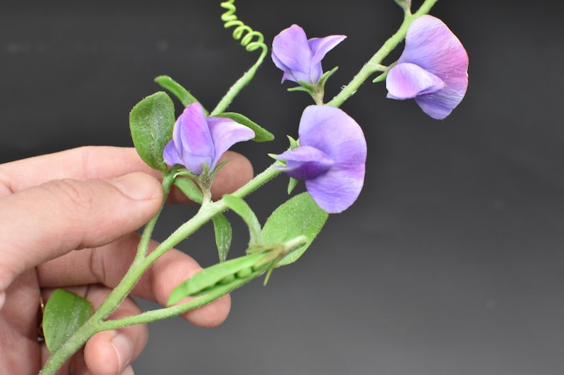 May include: A sprig of purple sweet pea flowers with green leaves and tendrils. The flowers are in various stages of bloom, with some fully open and others still in bud.