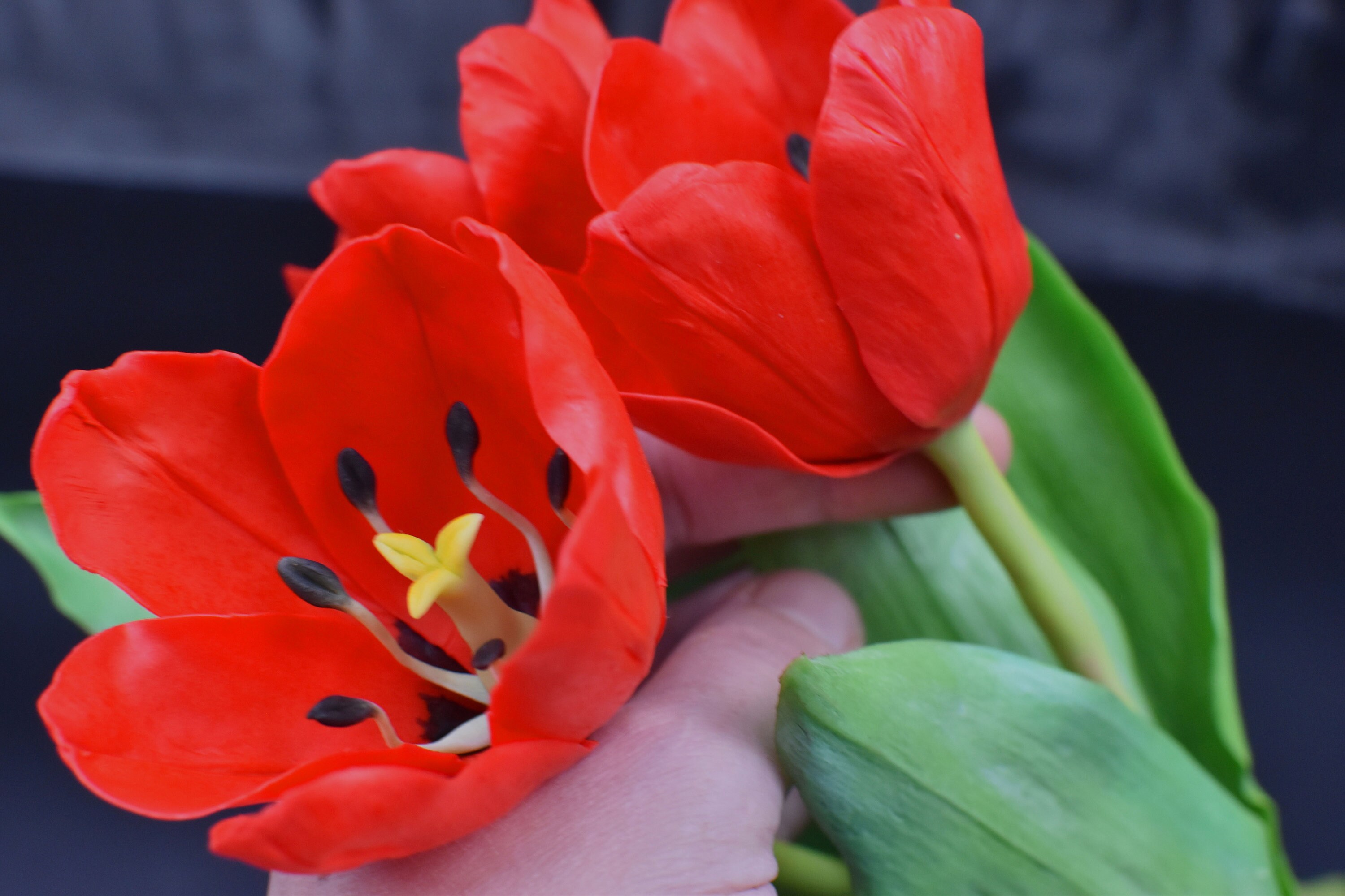 Tulipanes rojos - Etsy México