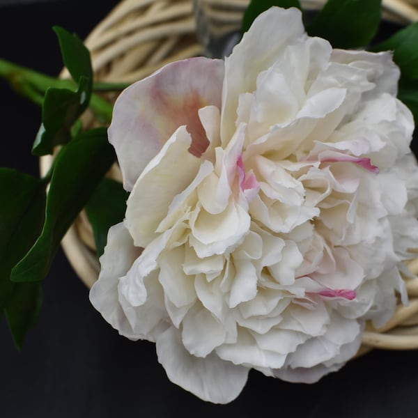 Pivoine blanche en porcelaine froide, réaliste, bouquet de pivoines, fleurs en porcelaine de pivoine en argile, fleur en céramique, sculpture botanique, branche de pivoine