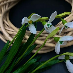 Pu&ograve; includere: Un mazzo di fiori bianchi di bucaneve con foglie verdi disposti in una ghirlanda di vimini intrecciata. I fiori sono in fiore e hanno un aspetto delicato a forma di campana.