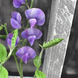 May include: A close-up of a cluster of purple sweet pea flowers with green leaves and pea pods. The flowers are arranged in a bouquet and are in focus, while the background is blurred.