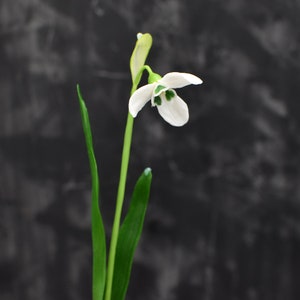 Pu&ograve; includere: Un singolo fiore di bucaneve bianco con foglie verdi su uno sfondo grigio scuro.