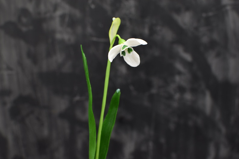 Pu&ograve; includere: Un singolo fiore di bucaneve bianco con foglie verdi su uno sfondo grigio scuro.