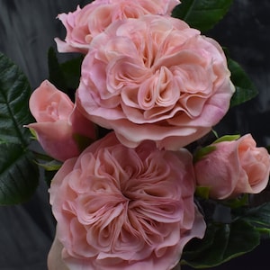 David Austin Cabbage rose Juliet Rose Realistic peony rose for vase English garden rose Bride wedding masora bouquet Long stem roses Clay