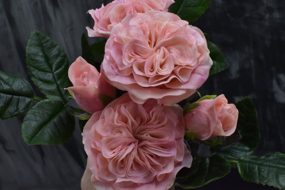 Peony store david shoes