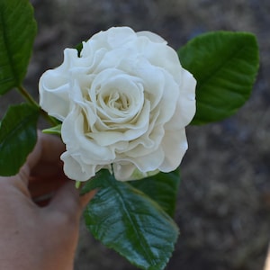 Blush White Porcelain Rose Realistic Blush White Rose Real Touch Polymer Clay Flower English Garden Rose Branch Porcelain Rose Branch