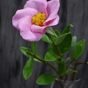 Camellia cold porcelain Pink Camellia Flower Wedding Eternal flowers home Decoration ornaments for mom Wildflowers Handmade Camellias Autumn