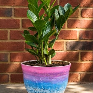 May include: A ZZ plant with glossy, dark green, oval-shaped leaves potted in a tapered ceramic planter. The planter features a horizontal gradient design transitioning from pink at the top to purple, then blue, with a white crackle texture and a tan base.