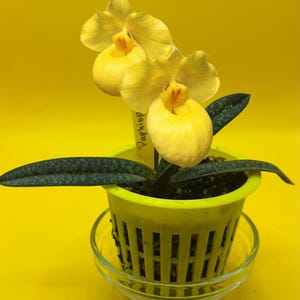 Paph. armeniacum ~ Not in Bloom