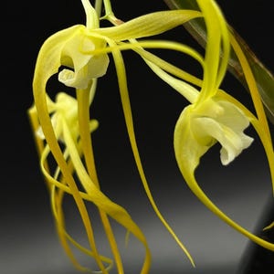 Dendrobium tetragonum v. album x sib Orquídea fragante ~ No está en flor