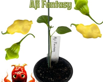 Aji Fantasy Chili Pepper Live Plant ~ (2"- 4") Seedling in a 2.8" pot